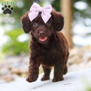 Chai, Dachshund Mix Puppy