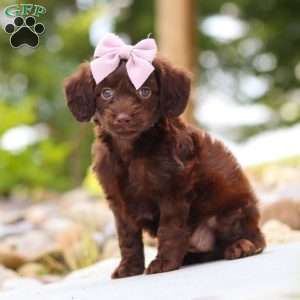 Chai, Dachshund Mix Puppy