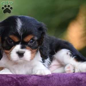 Champ, Cavalier King Charles Spaniel Puppy