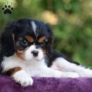 Champ, Cavalier King Charles Spaniel Puppy