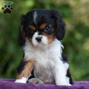 Champ, Cavalier King Charles Spaniel Puppy