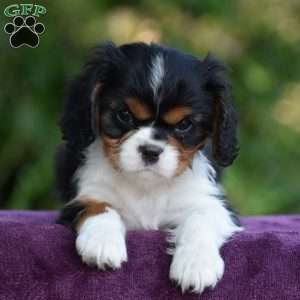 Champ, Cavalier King Charles Spaniel Puppy