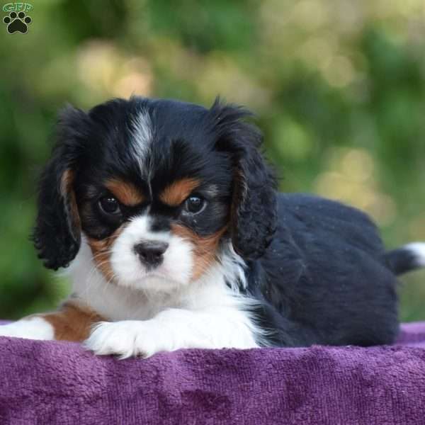 Champ, Cavalier King Charles Spaniel Puppy