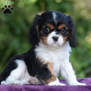 Champ, Cavalier King Charles Spaniel Puppy