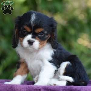 Champ, Cavalier King Charles Spaniel Puppy