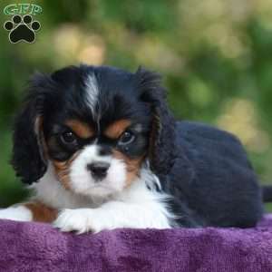 Champ, Cavalier King Charles Spaniel Puppy