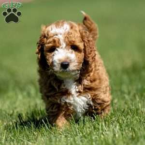 Chance, Mini Goldendoodle Puppy