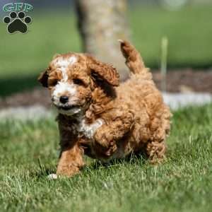 Chance, Mini Goldendoodle Puppy