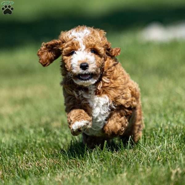 Chance, Mini Goldendoodle Puppy