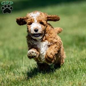 Chance, Mini Goldendoodle Puppy