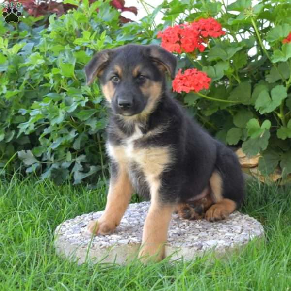 Charger, German Shepherd Mix Puppy