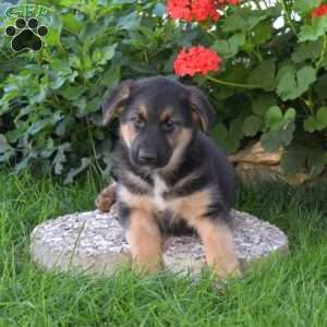 Charger, German Shepherd Mix Puppy