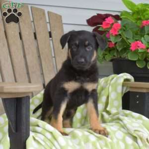 Charger, German Shepherd Puppy