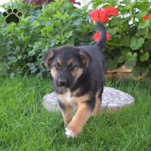 Charger, German Shepherd Mix Puppy
