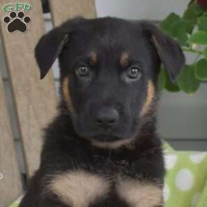 Charger, German Shepherd Puppy