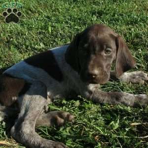 Charla, German Shorthaired Pointer Puppy