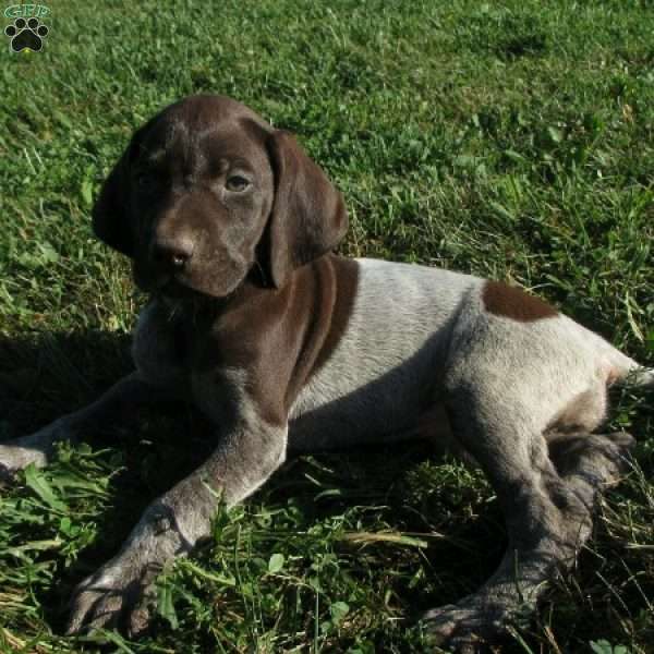 Charla, German Shorthaired Pointer Puppy