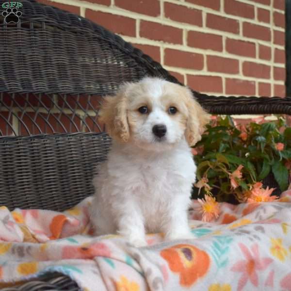 Charlie, Cavachon Puppy