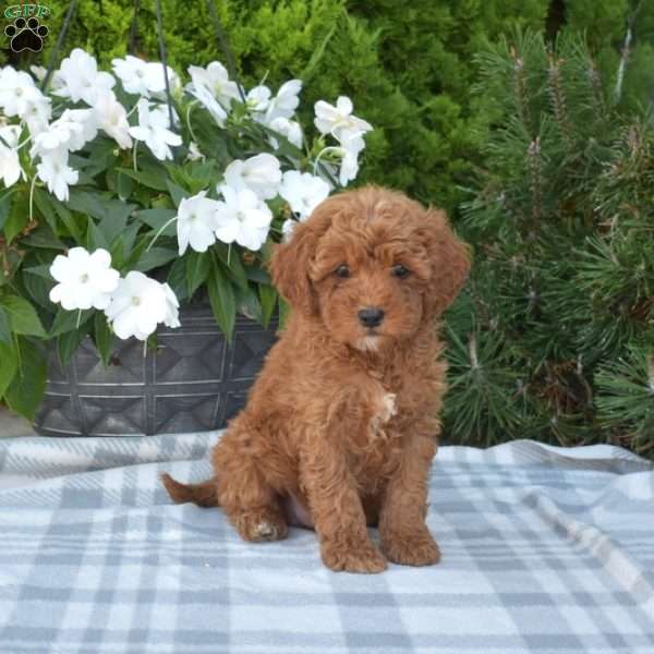 Charlie, Cavapoo Puppy