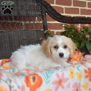 Charlie, Cavachon Puppy