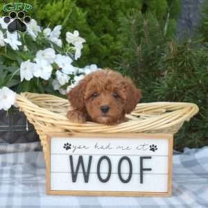 Charlie, Cavapoo Puppy