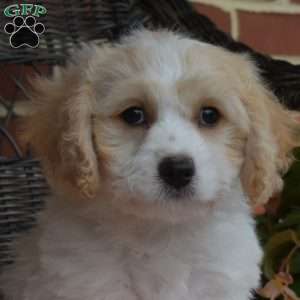 Charlie, Cavachon Puppy