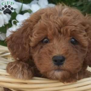Charlie, Cavapoo Puppy