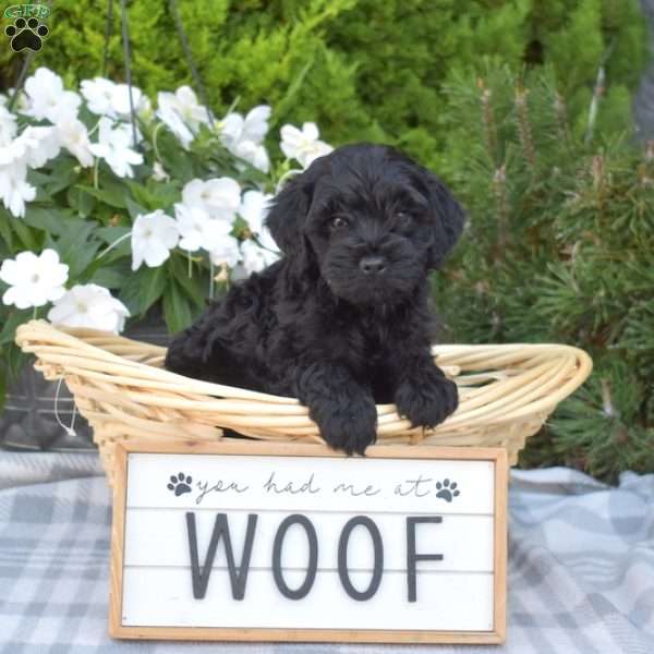 Charlotte, Cavapoo Puppy