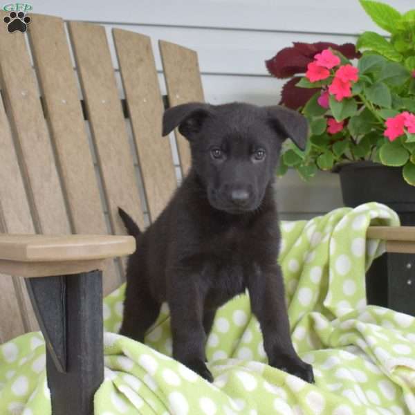 Charlotte, German Shepherd Puppy