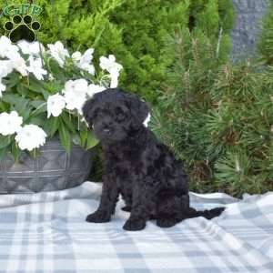 Charlotte, Cavapoo Puppy