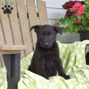 Charlotte, German Shepherd Puppy