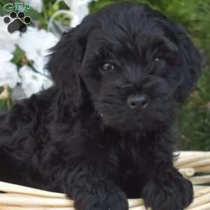 Charlotte, Cavapoo Puppy