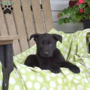 Charlotte, German Shepherd Puppy