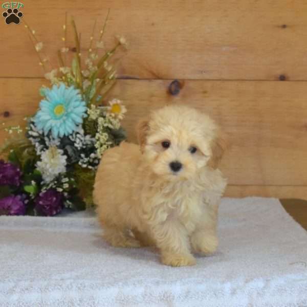 Chase, Maltipoo Puppy