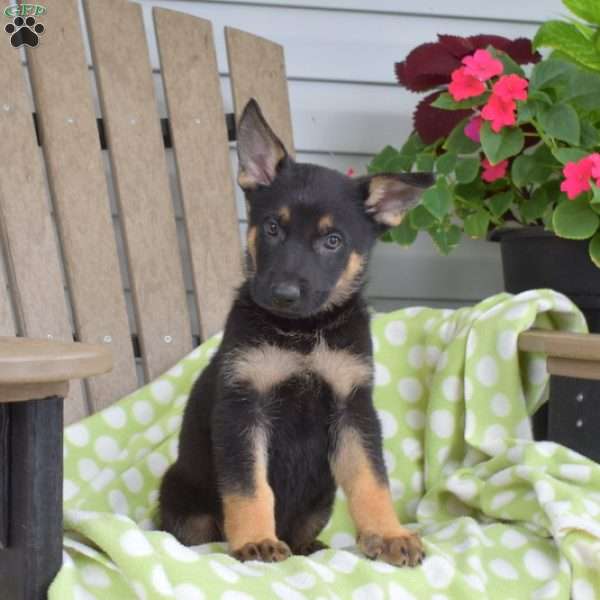 Chase, German Shepherd Puppy