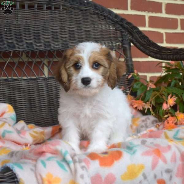 Chase, Cavachon Puppy