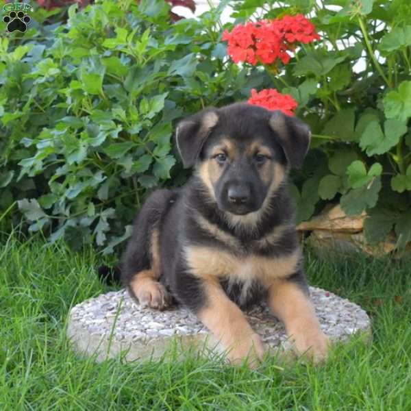 Chase, German Shepherd Mix Puppy