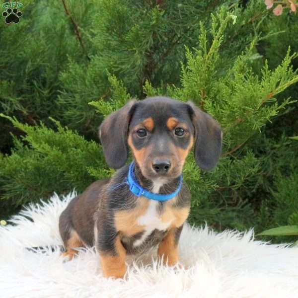 Chase, Dachshund Mix Puppy