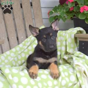 Chase, German Shepherd Puppy
