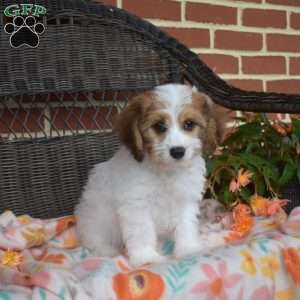 Chase, Cavachon Puppy