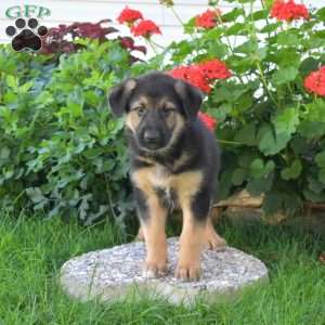 Chase, German Shepherd Mix Puppy