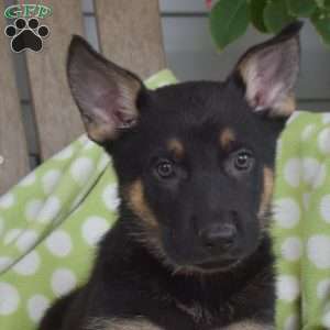 Chase, German Shepherd Puppy