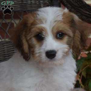 Chase, Cavachon Puppy