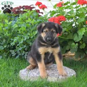 Chase, German Shepherd Mix Puppy