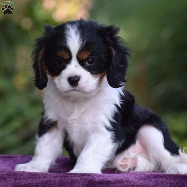 Checkers, Cavalier King Charles Spaniel Puppy