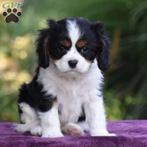 Checkers, Cavalier King Charles Spaniel Puppy