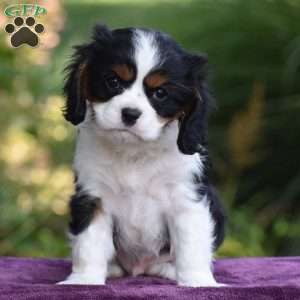 Checkers, Cavalier King Charles Spaniel Puppy
