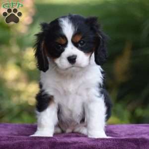 Checkers, Cavalier King Charles Spaniel Puppy
