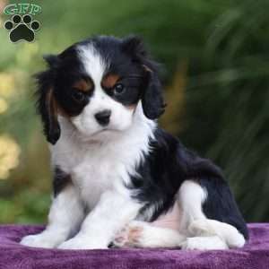 Checkers, Cavalier King Charles Spaniel Puppy