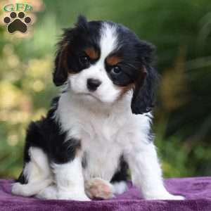 Checkers, Cavalier King Charles Spaniel Puppy